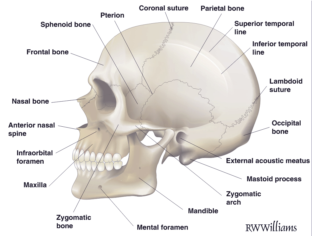 Anatomical Features Of The Skull Rwwilliams Medical Illustrations